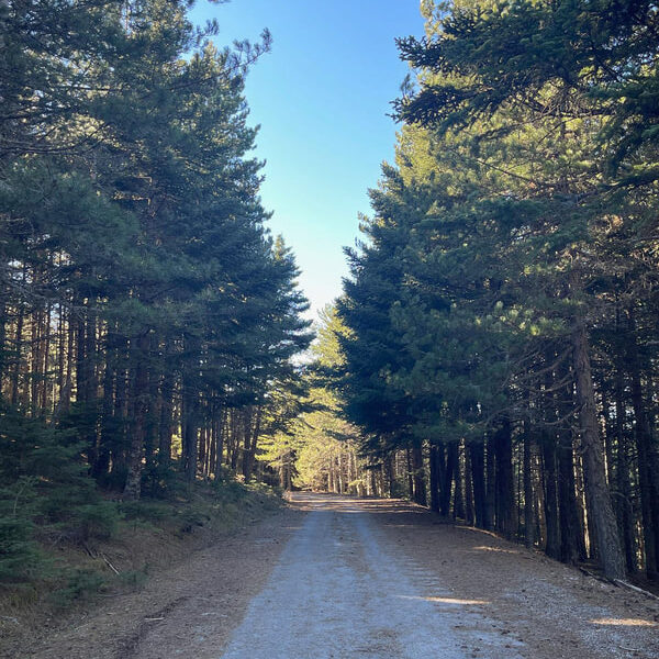 Bardouniotikos Rooster with Hilopites in the Oven (a G.G Recipe) - Gastronomy Tours img 9450 orig - Gastronomy Tours